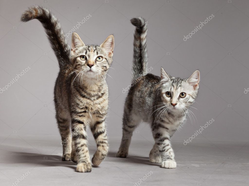 Gri tekir kedi portresi