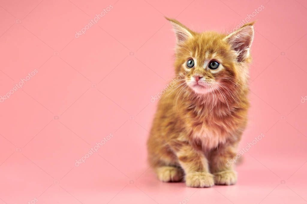 Turuncu tekir kedi profil fotoğrafı