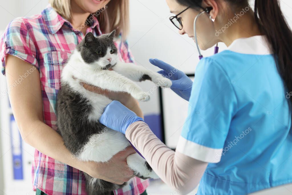 Kontrol sürecindeki kedi
