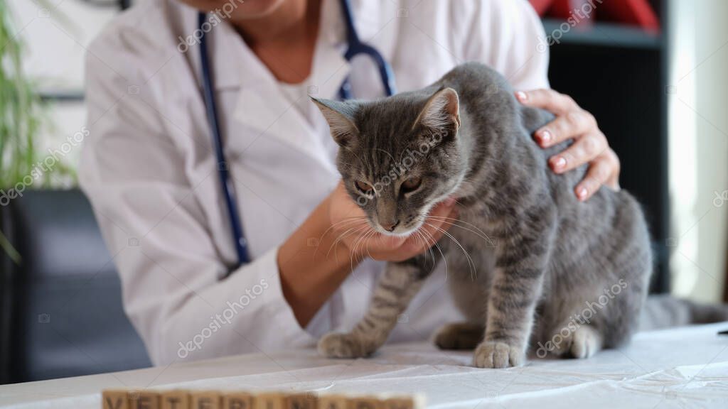 Veterinerde muayene olan kedi fotoğrafı