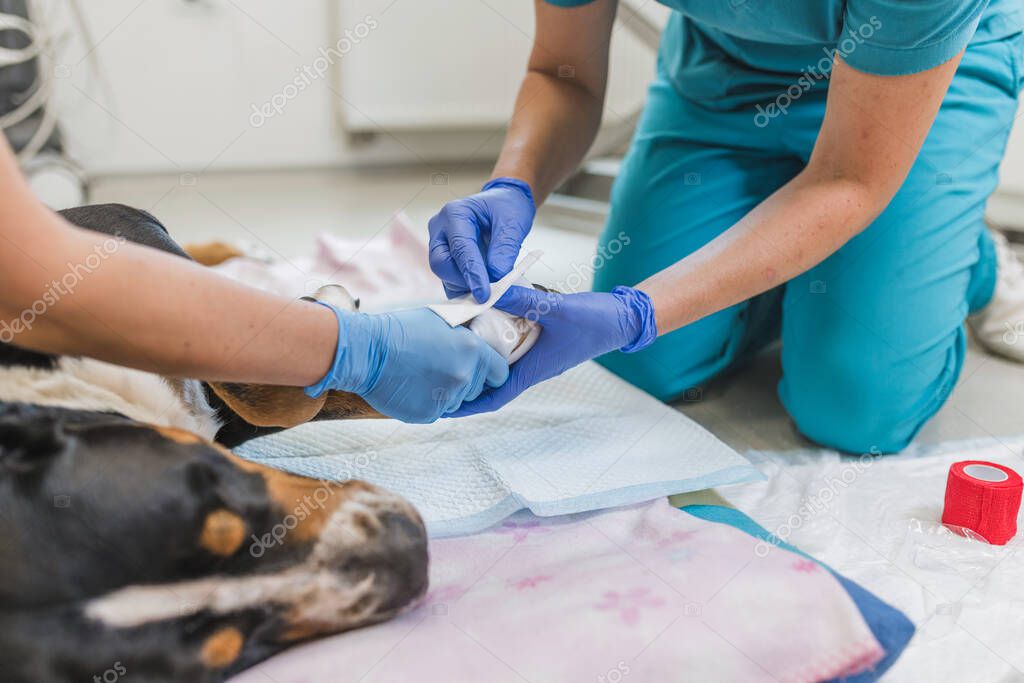 Veterinerde muayene olan kedi