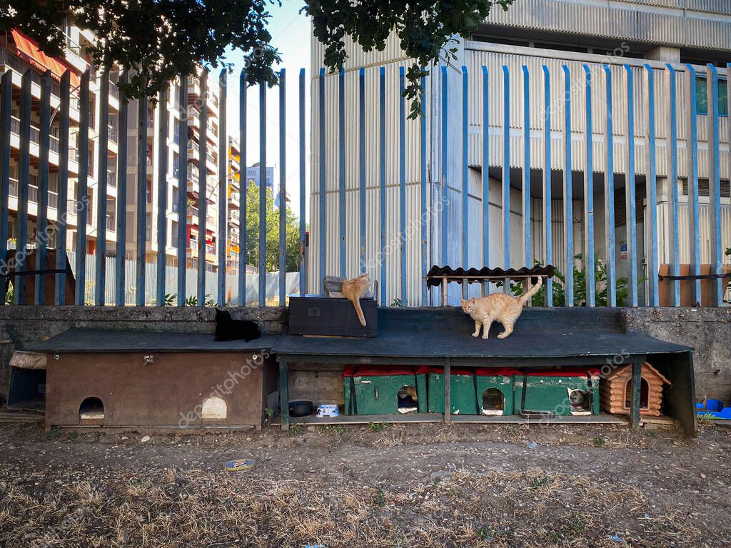 Kahverengi tekir kedi profil fotoğrafı