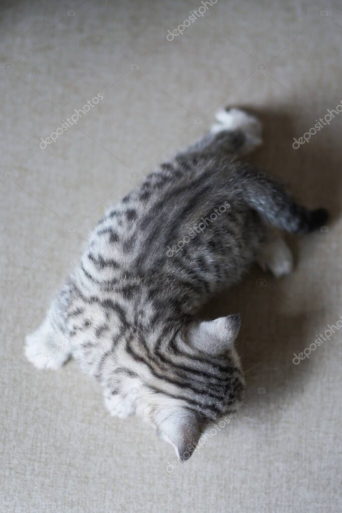Siyah yavru kedi