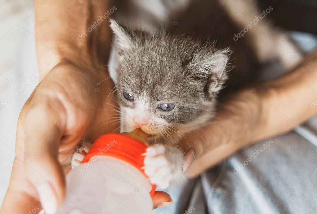Biberonla beslenen yavru kedi