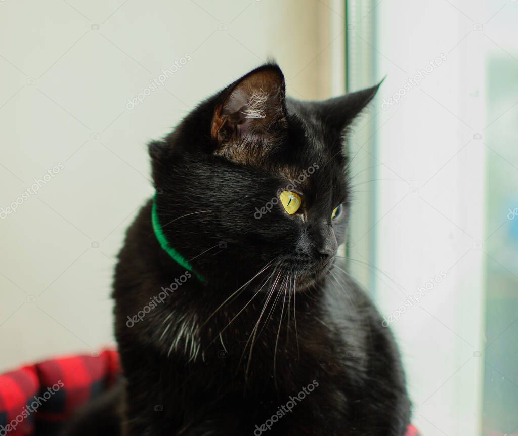 Sahiplendirme ilanı: Siyah kedi